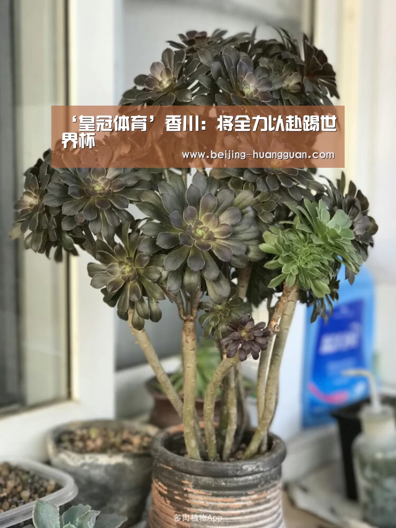 ‘皇冠体育’香川:将全力以赴踢世界杯(图3) 皇冠体育官网